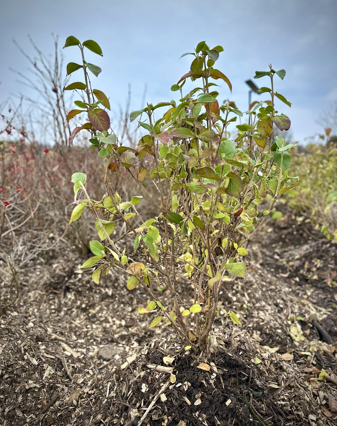 Калина Гордовина