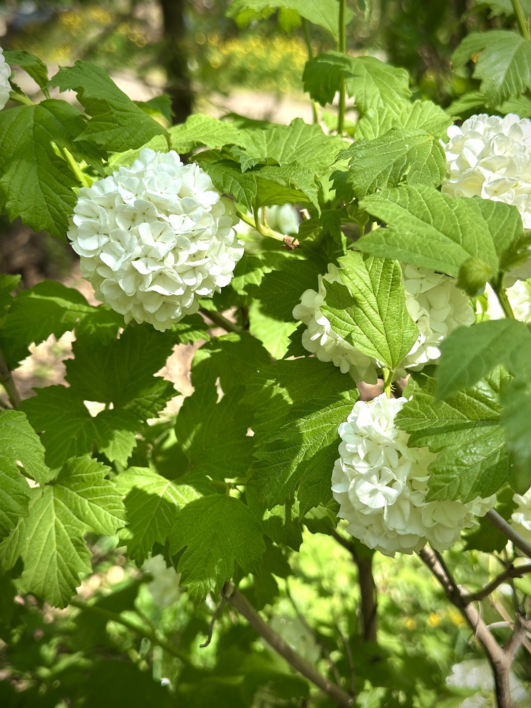 Калина обыкновенная `Розеум``Roseum`