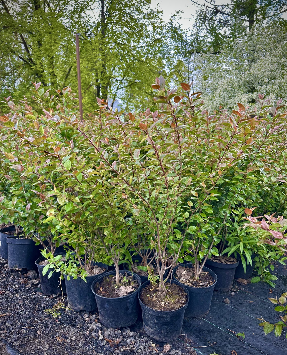 Кизильник блестящий