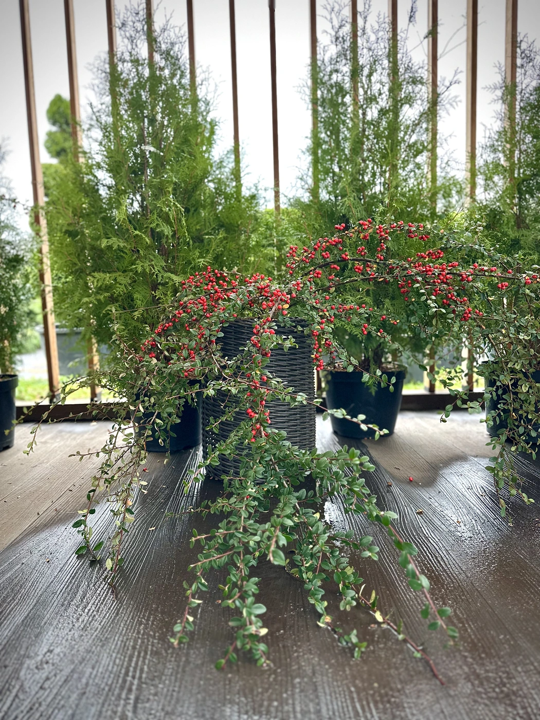 Кизильник Даммера гибридный `Корал Бьюти``Coral Beauty`