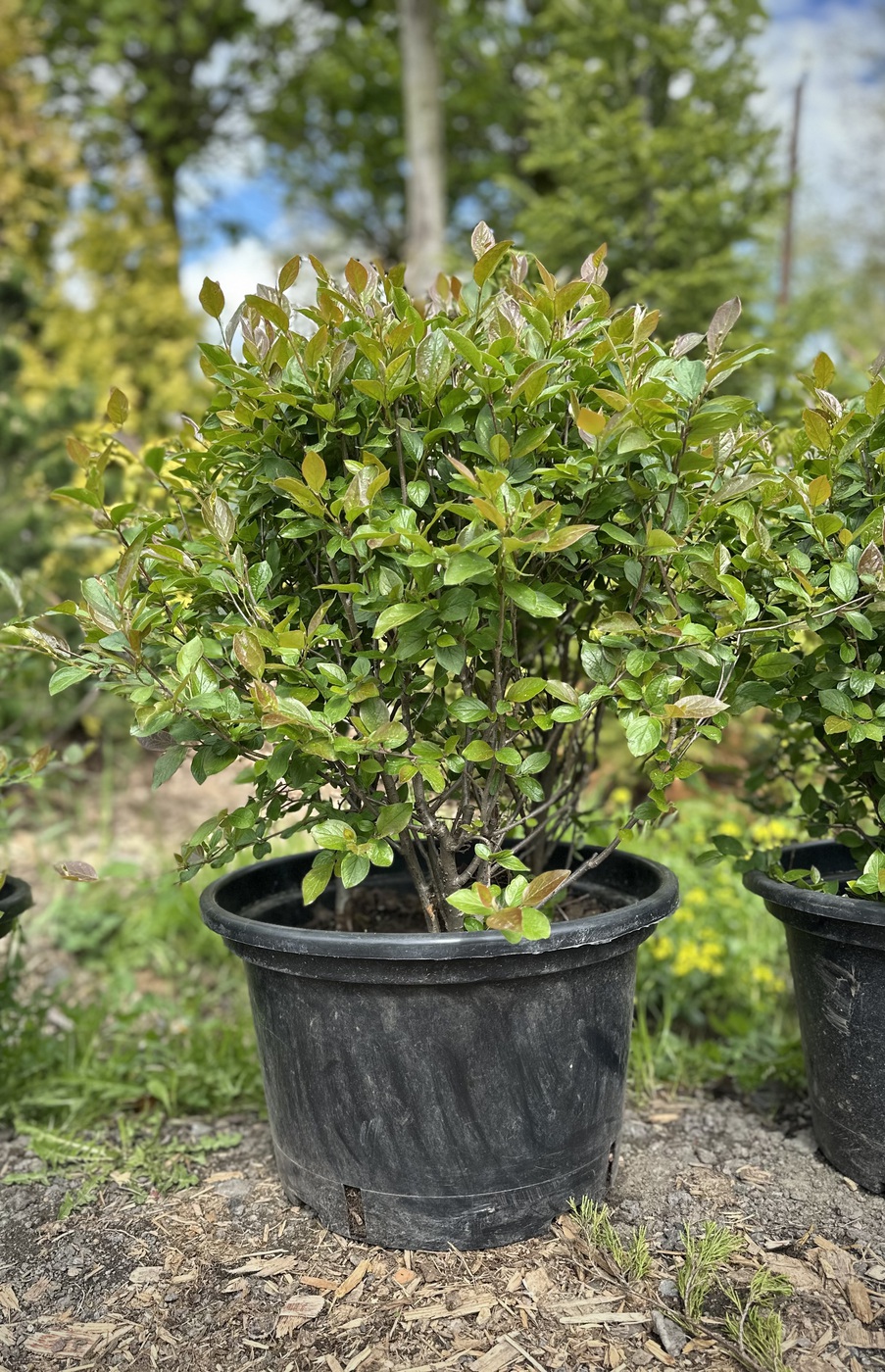 Кизильник блестящий ШАР