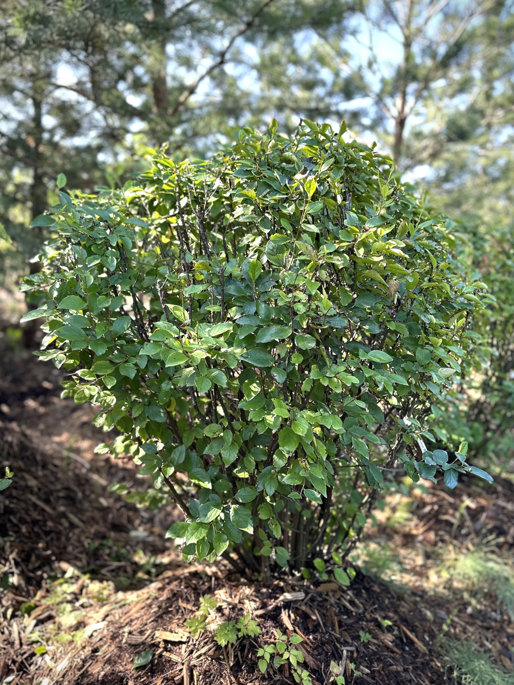 Кизильник блестящий ШАР