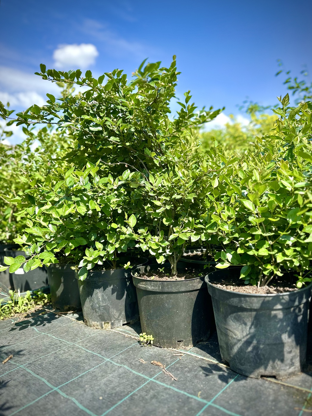 Кизильник блестящий