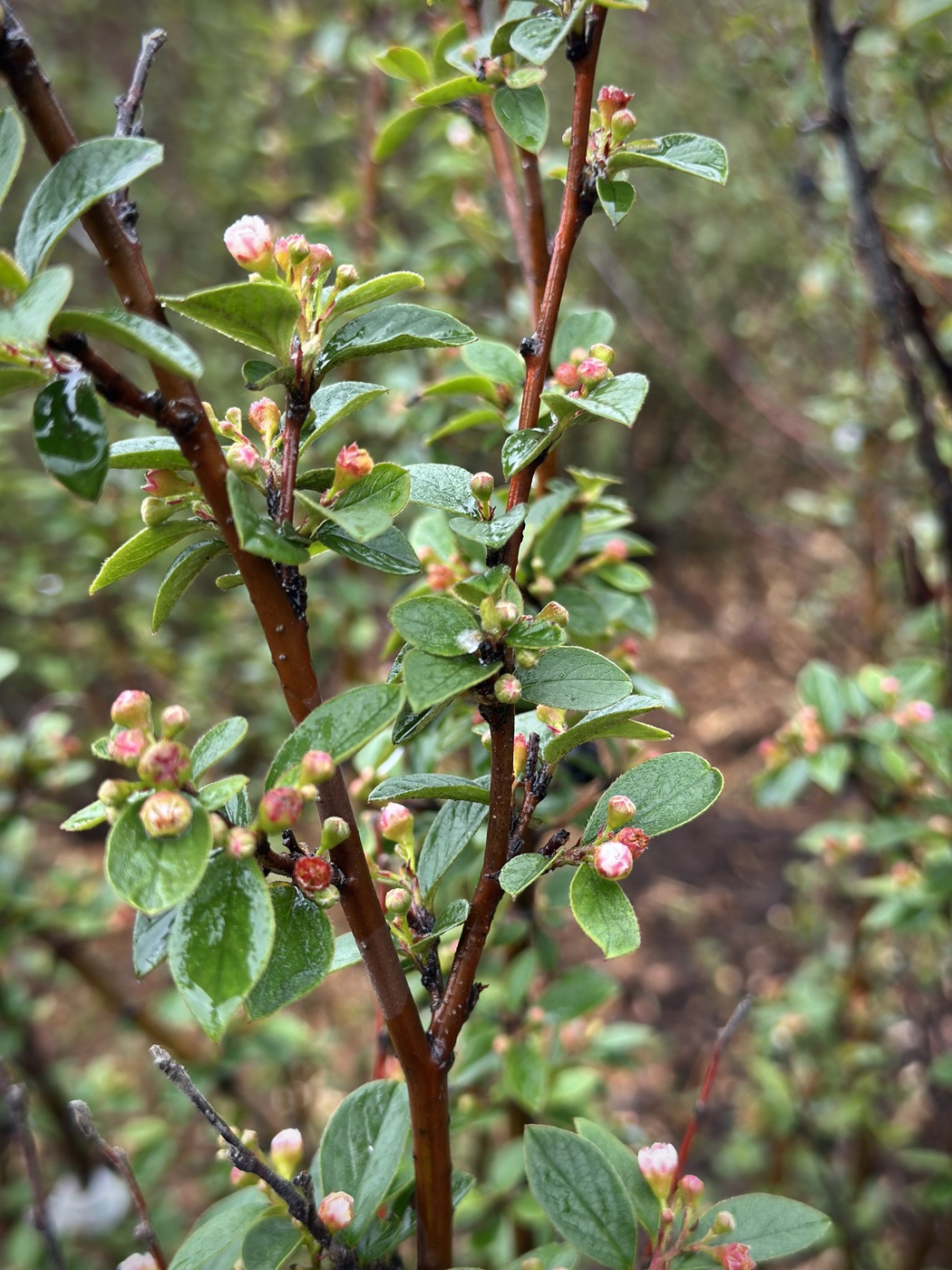 Кизильник блестящий