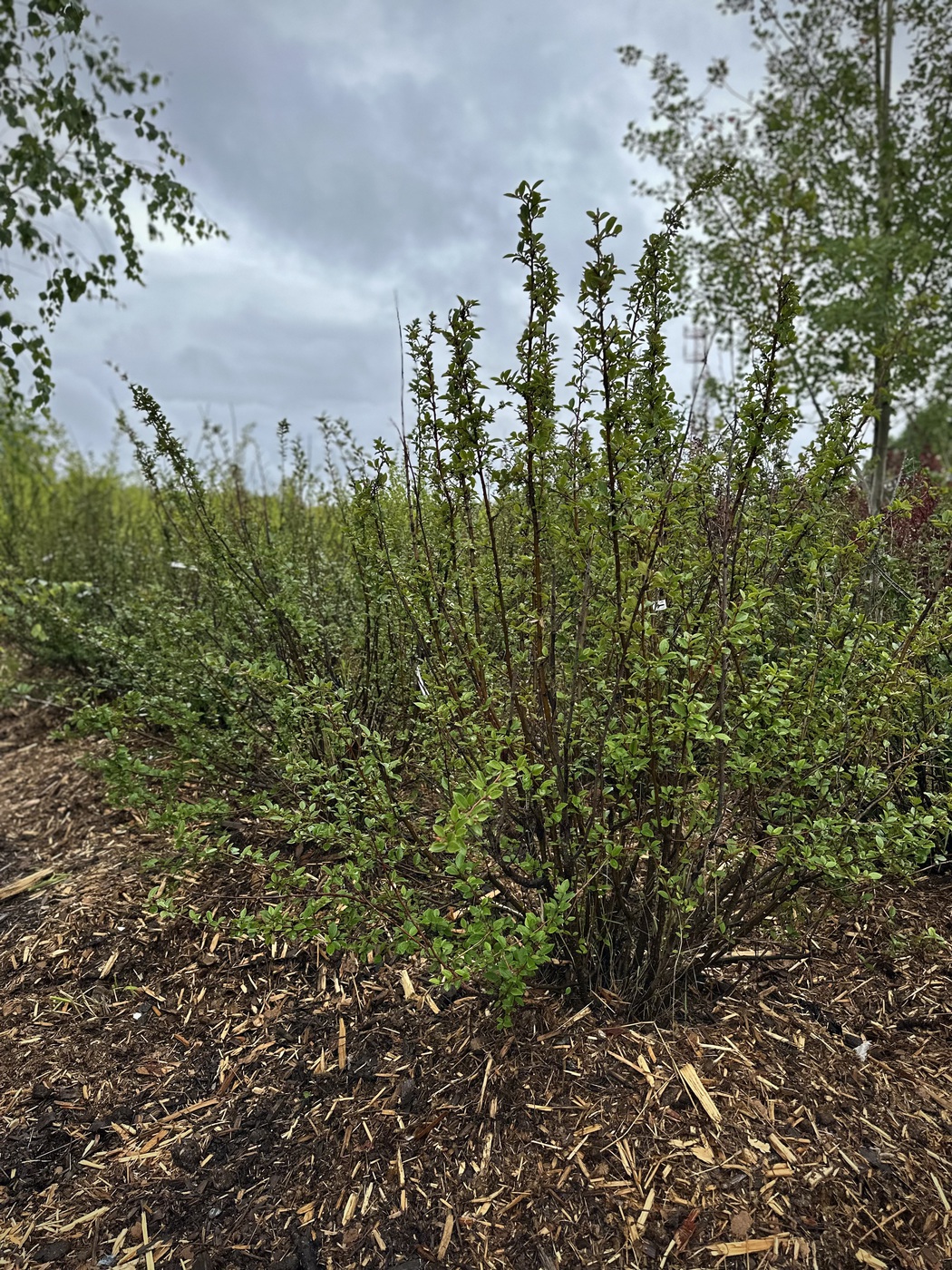 Кизильник блестящий