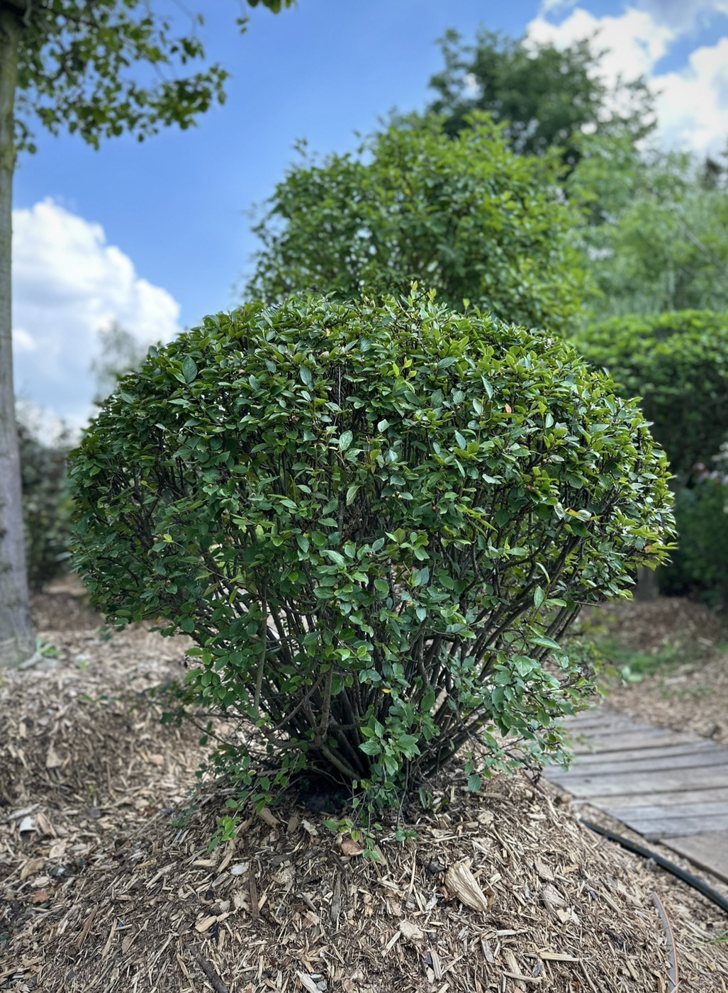 Кизильник блестящий ШАР