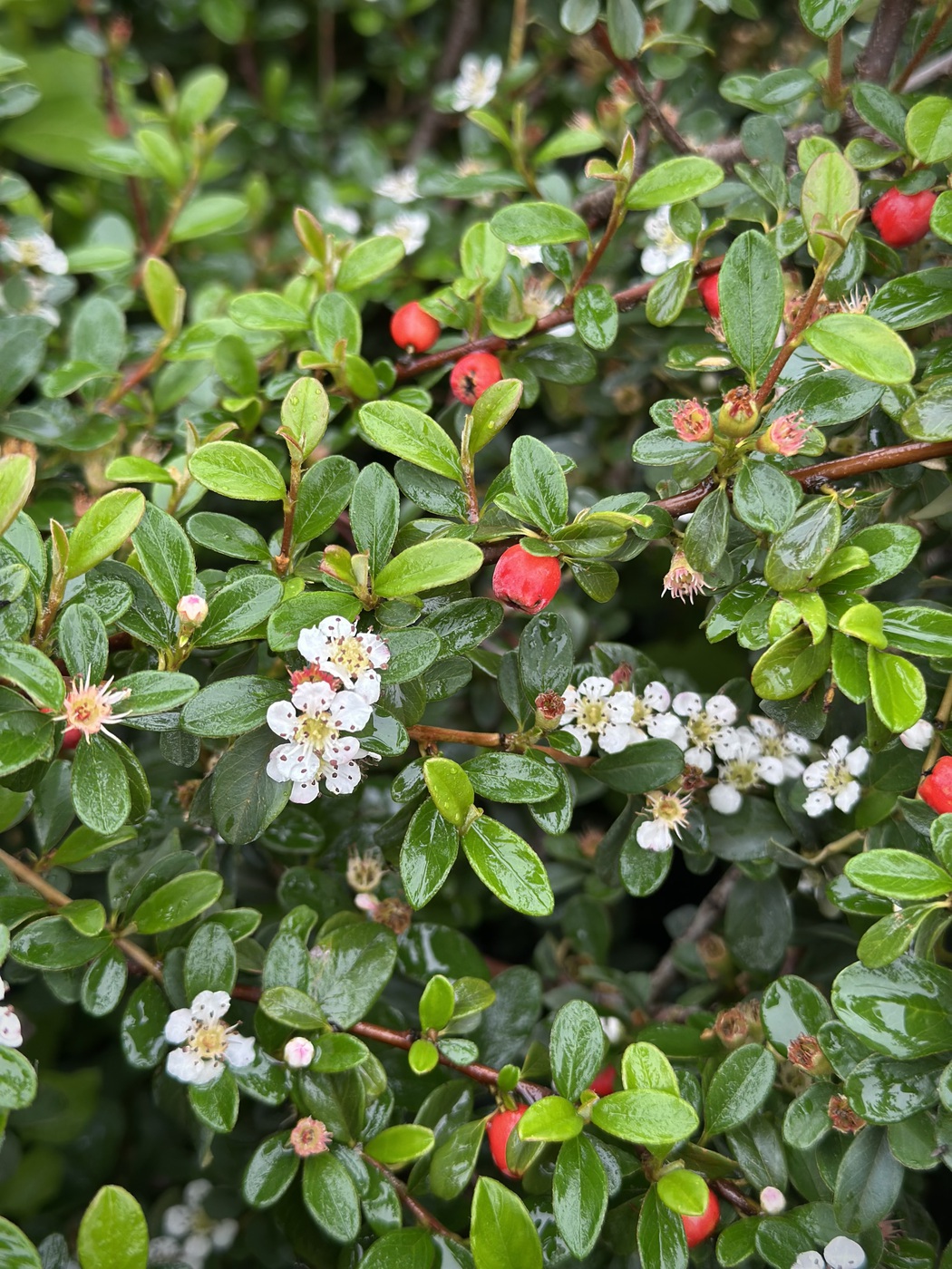 Кизильник Даммера гибридный Корал Бьюти (Coral Beauty)