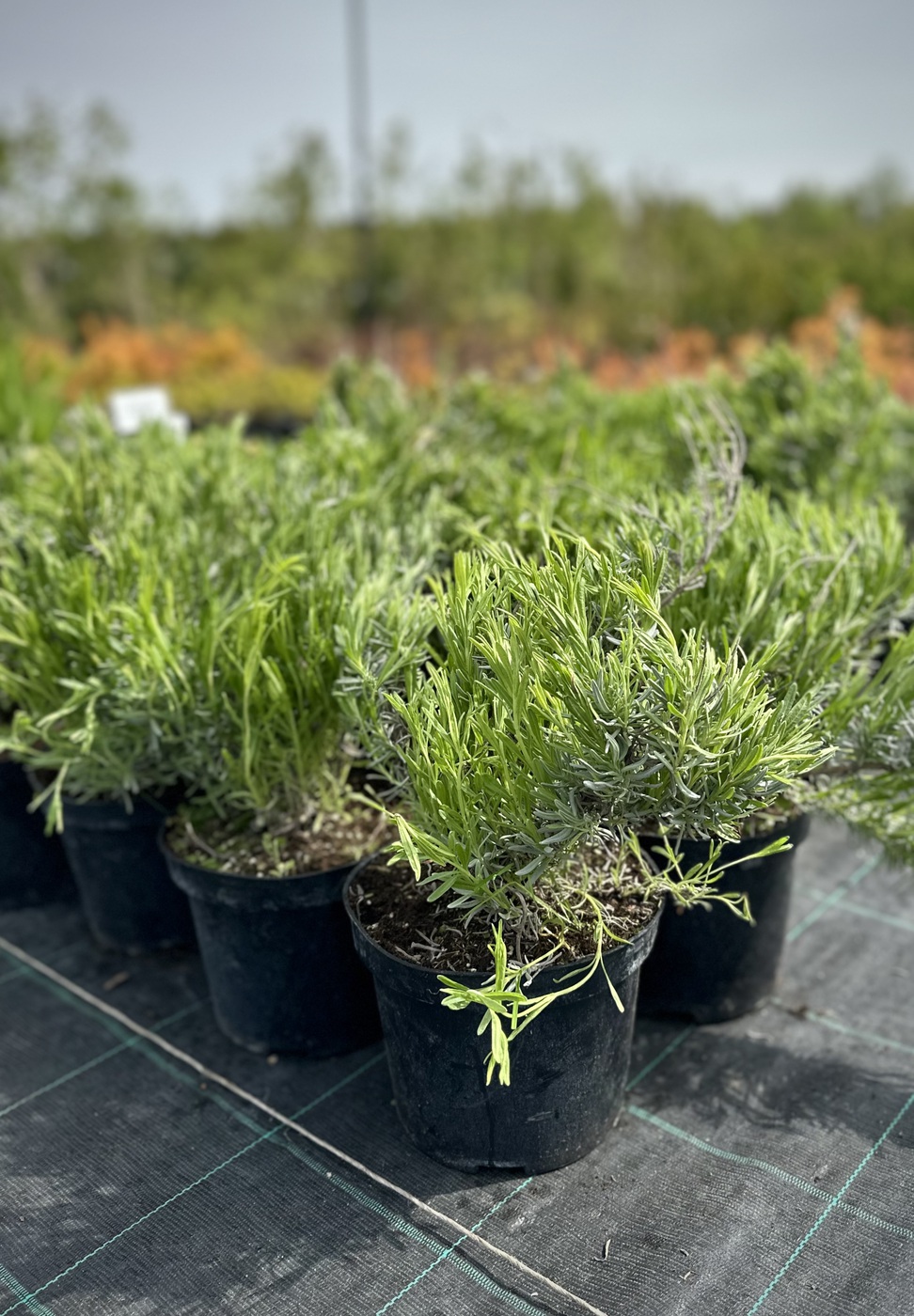 Лаванда узколистная