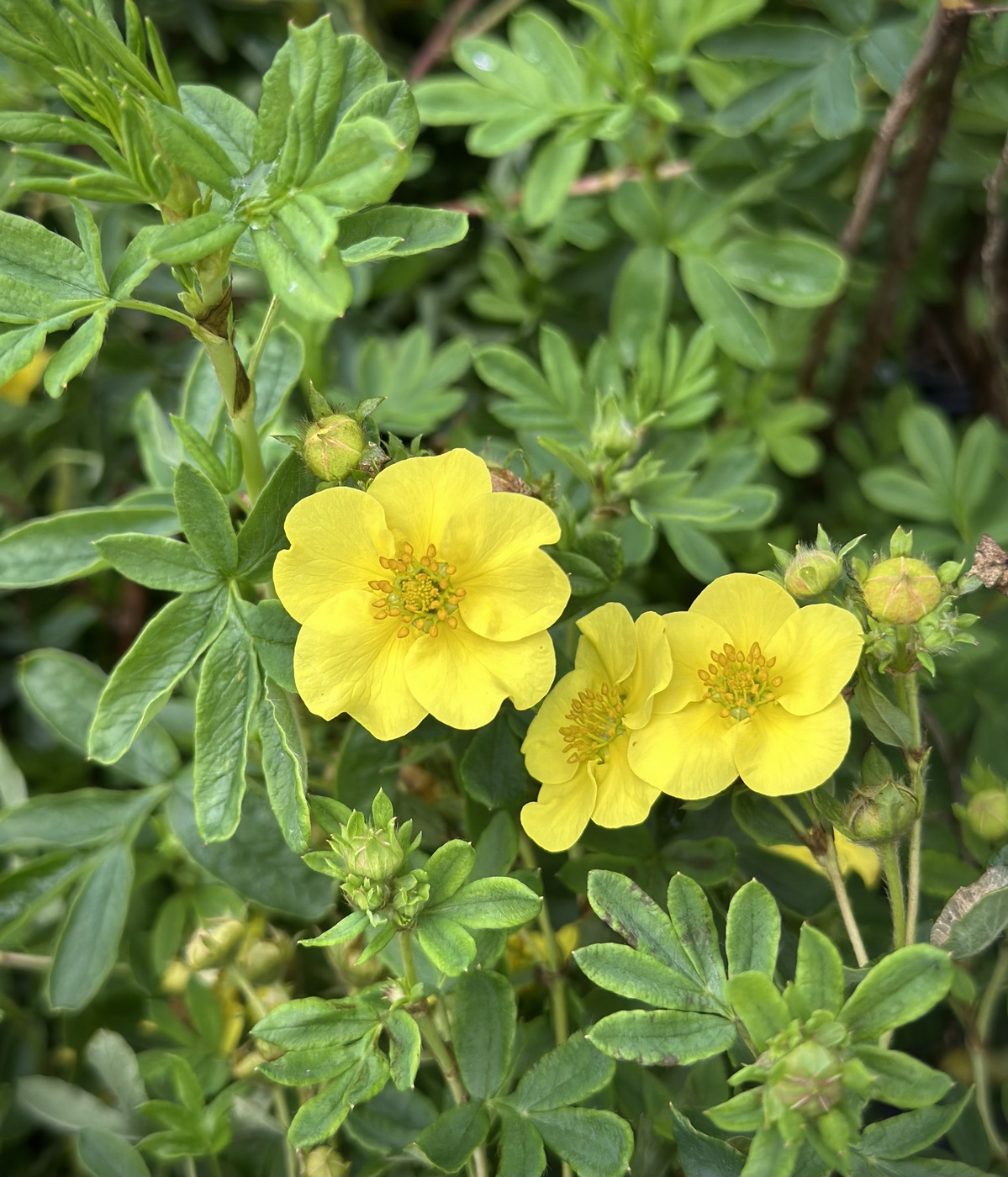 Лапчатка кустарниковая `Элизабет``Elizabeth`