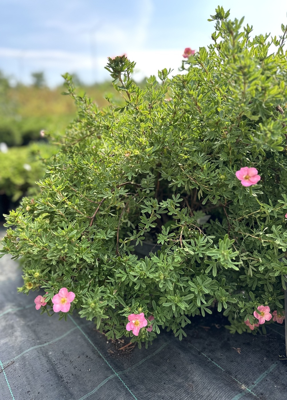 Лапчатка кустарниковая `Лавли Пинк``Lovely Pink`