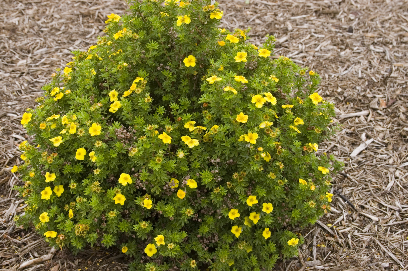 Лапчатка кустарниковая