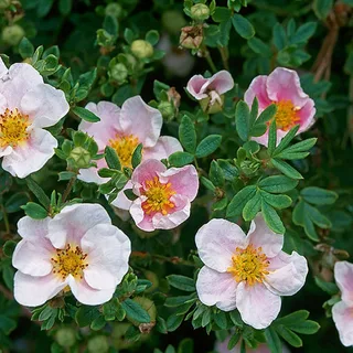 Лапчатка кустарниковая `Блинк``Blink`