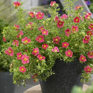 Лапчатка кустарниковая `Дэнни Бой``Danny Boy`