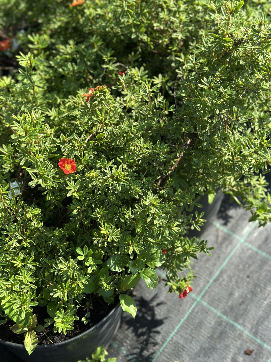 Лапчатка кустарниковая `Мариан Ред Робин``Marian Red Robin`