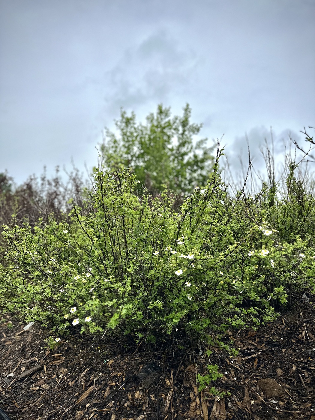 Лапчатка кустарниковая `Абботсвуд``Abbotswood`