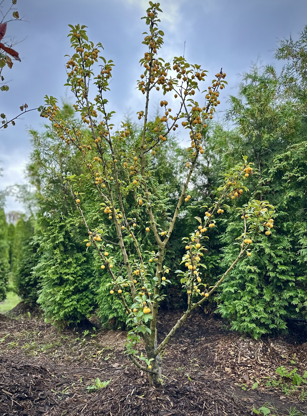 Яблоня декоративная `Голден Хорнет``Golden Hornet`