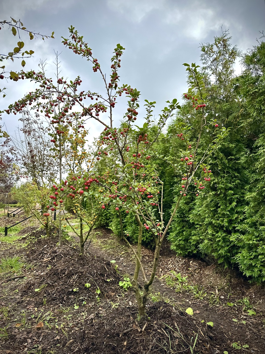 Яблоня декоративная `Ред Сентинел``Red Sentinel`