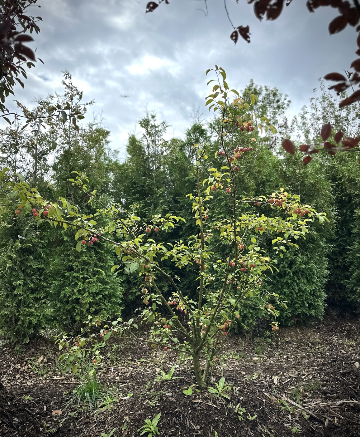 Яблоня декоративная `Эверест``Evereste`