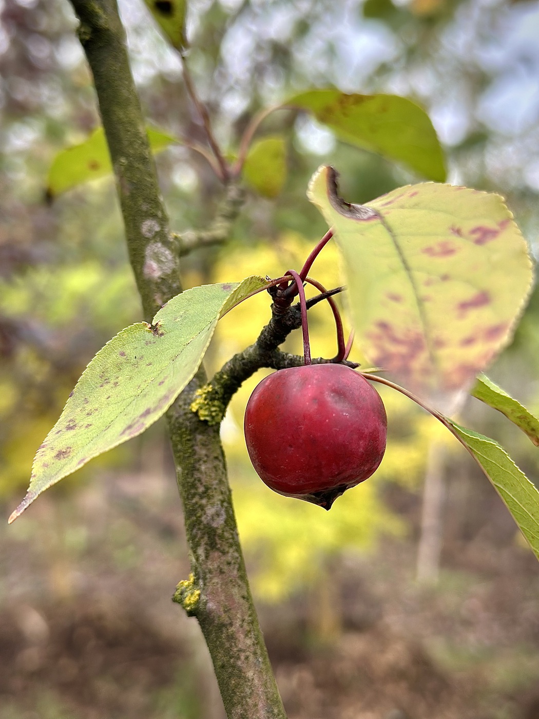 Яблоня декоративная красноцветковая (Malus purpurea)