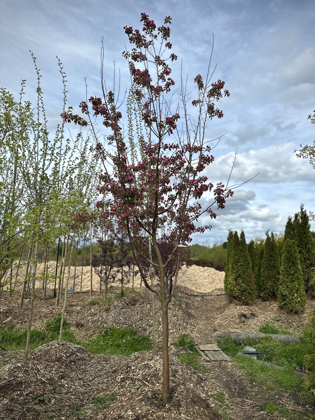 Яблоня декоративная `Маковецкого`