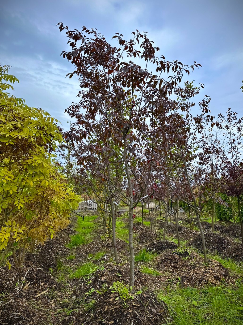 Яблоня декоративная `Роялти``Royalty`