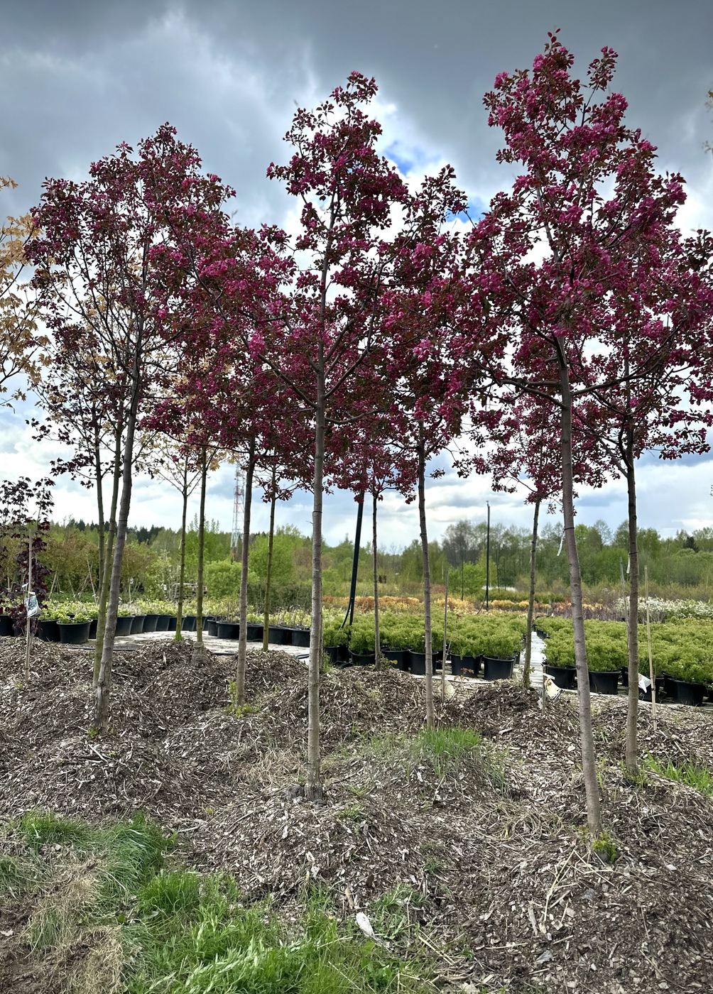 Яблоня декоративная `Лизет``Liset` ШАР