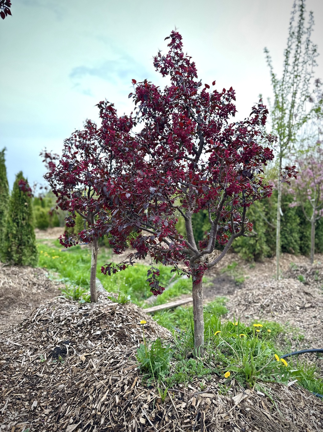 Яблоня декоративная `Роялти``Royalty`