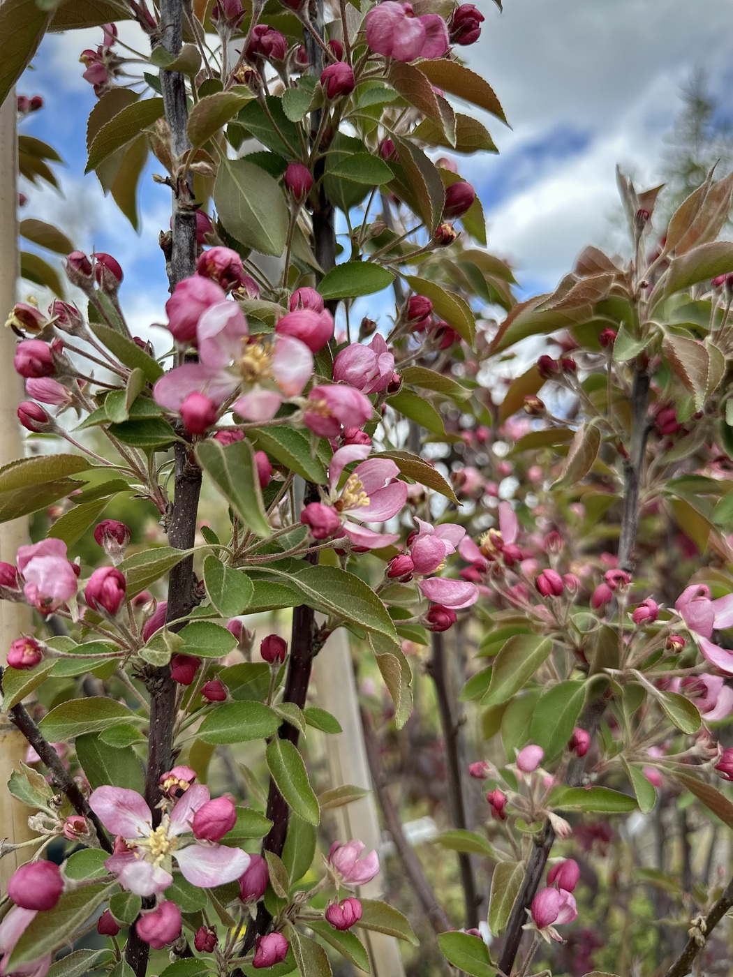 Яблоня декоративная `Маковецкого`