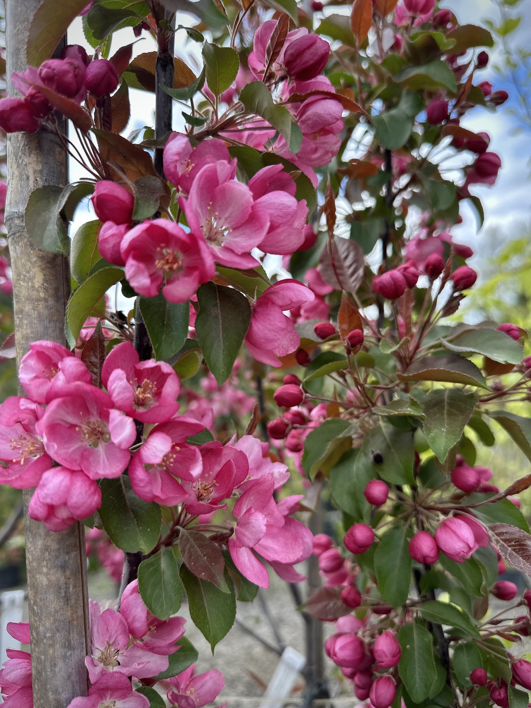 Яблоня декоративная `Рудольф``Rudolph`