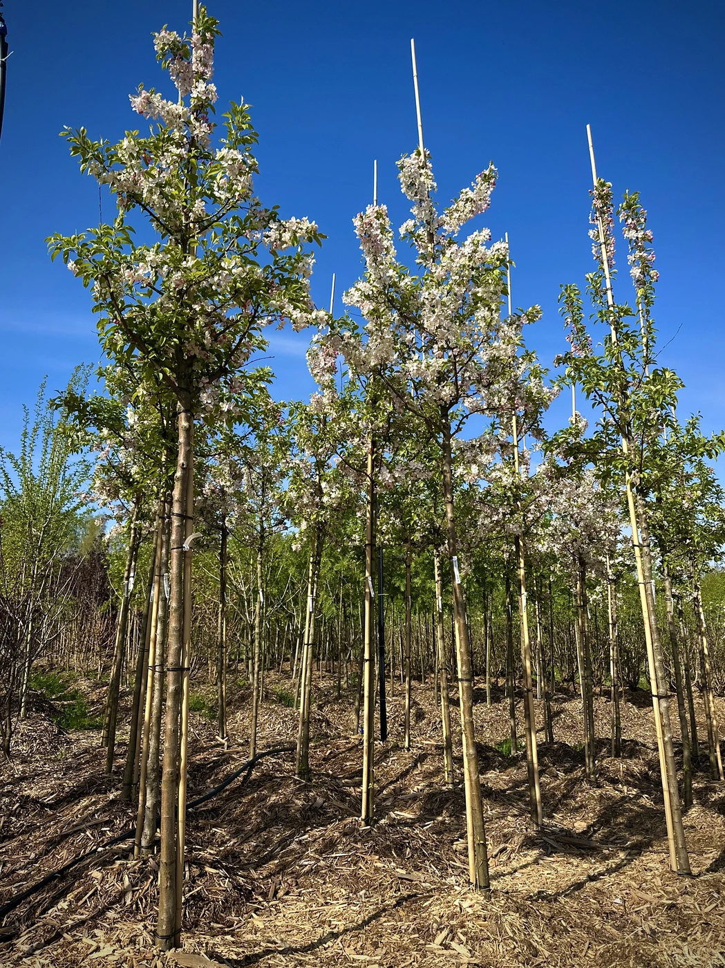 Яблоня декоративная `Эверест``Evereste`