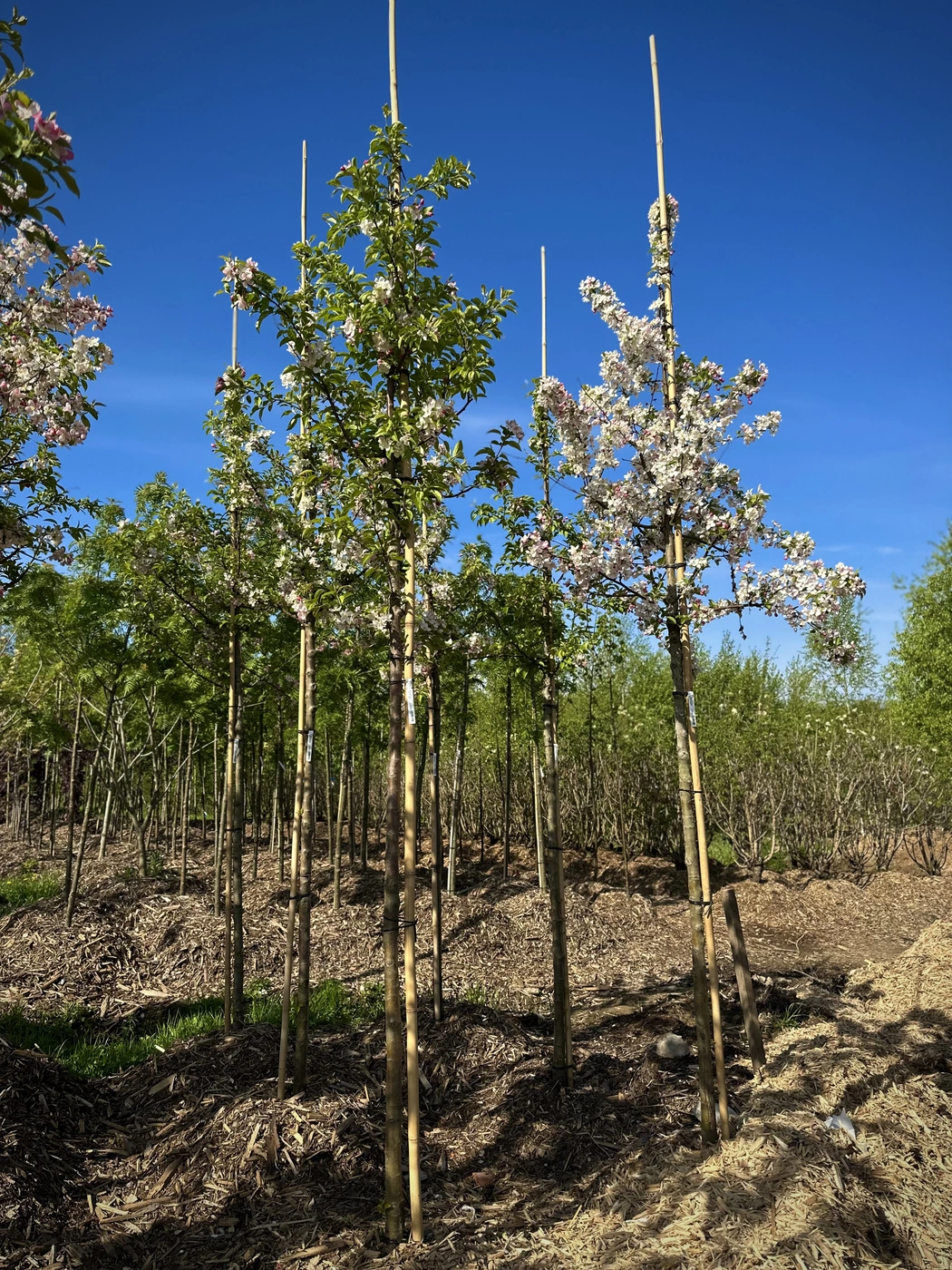 Яблоня декоративная `Ред Сентинел``Red Sentinel`