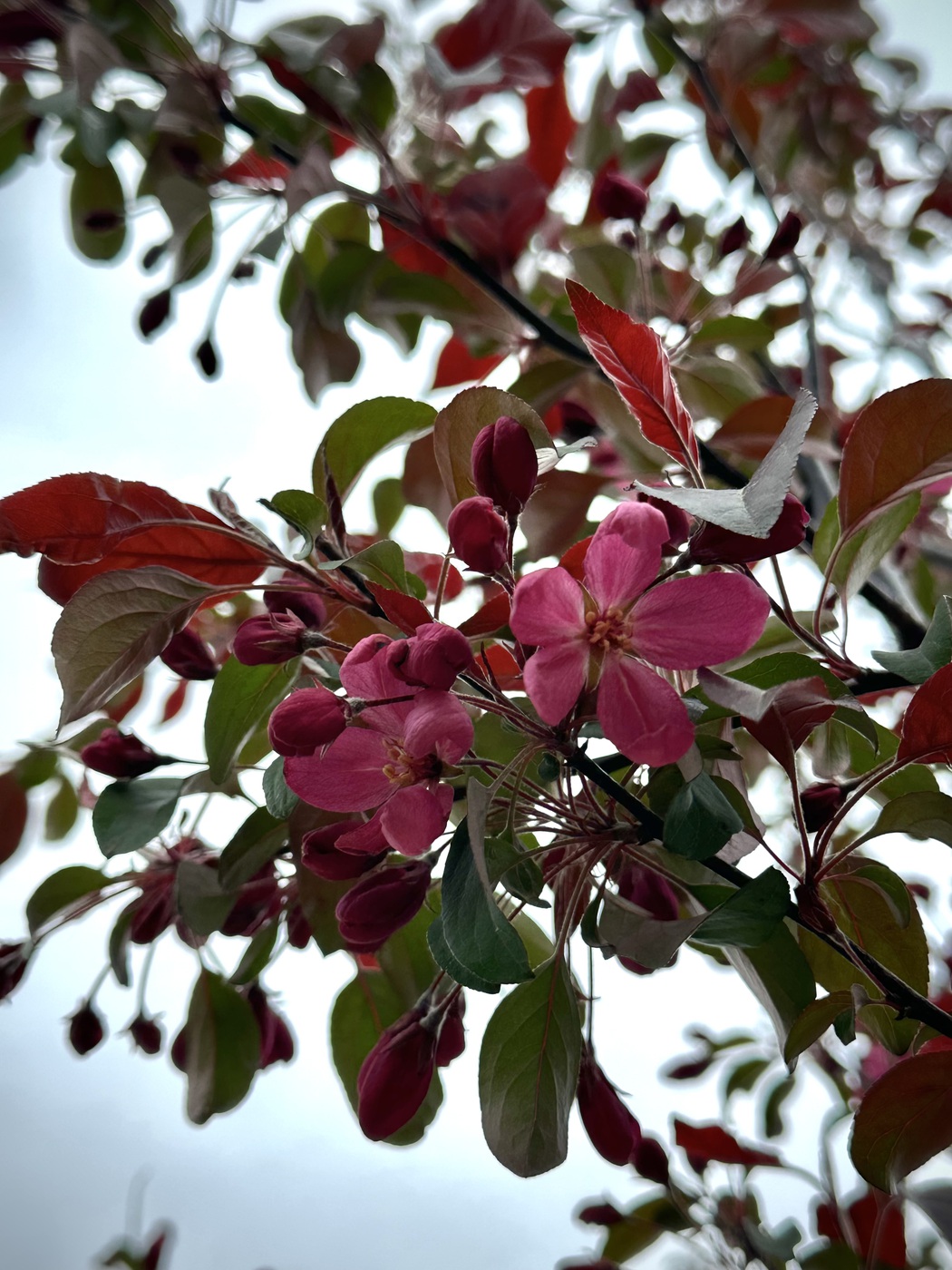 Яблоня декоративная `Мокум``Mokum`