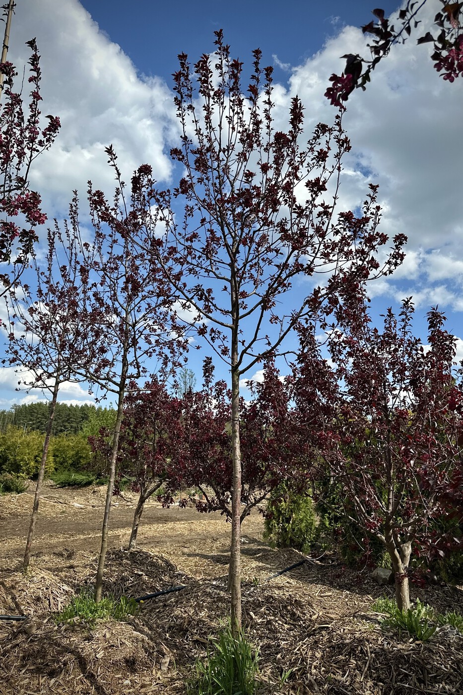 Яблоня декоративная `Роялти``Royalty` ШАР