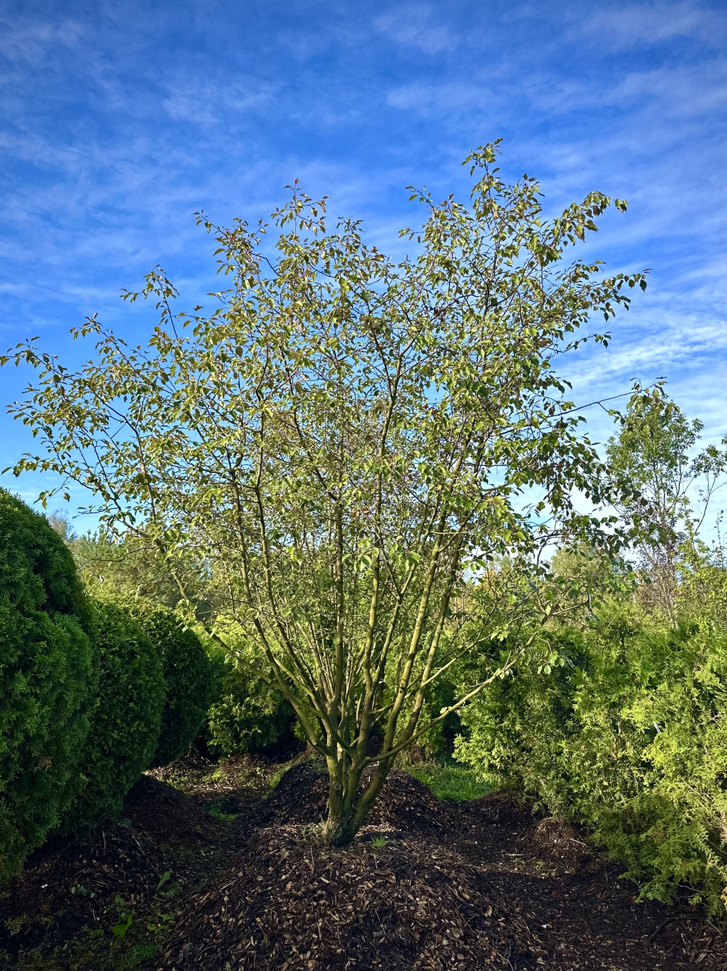 Яблоня декоративная `Рудольф``Rudolph`