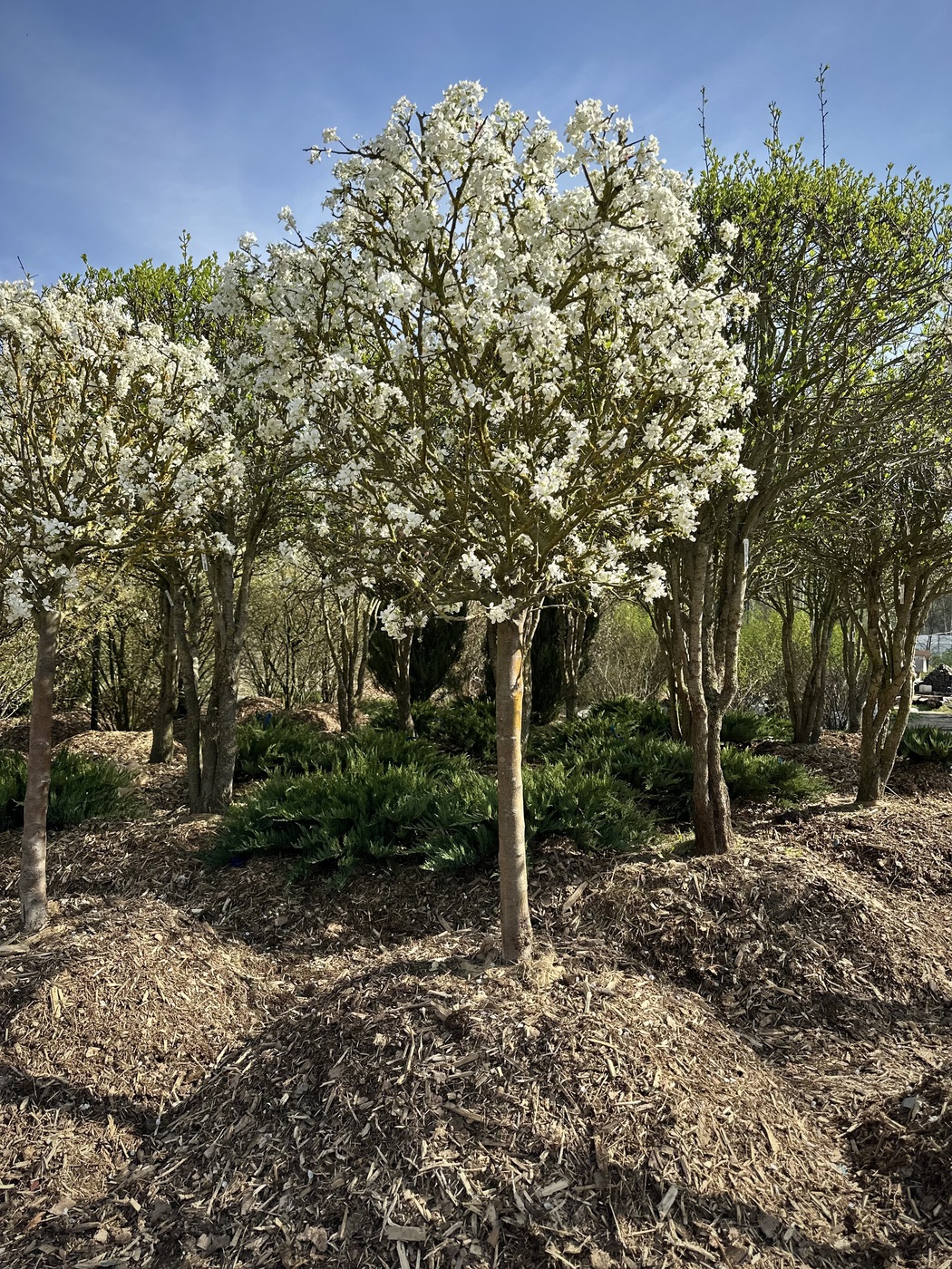 Яблоня декоративная `Эверест``Evereste` ШАР