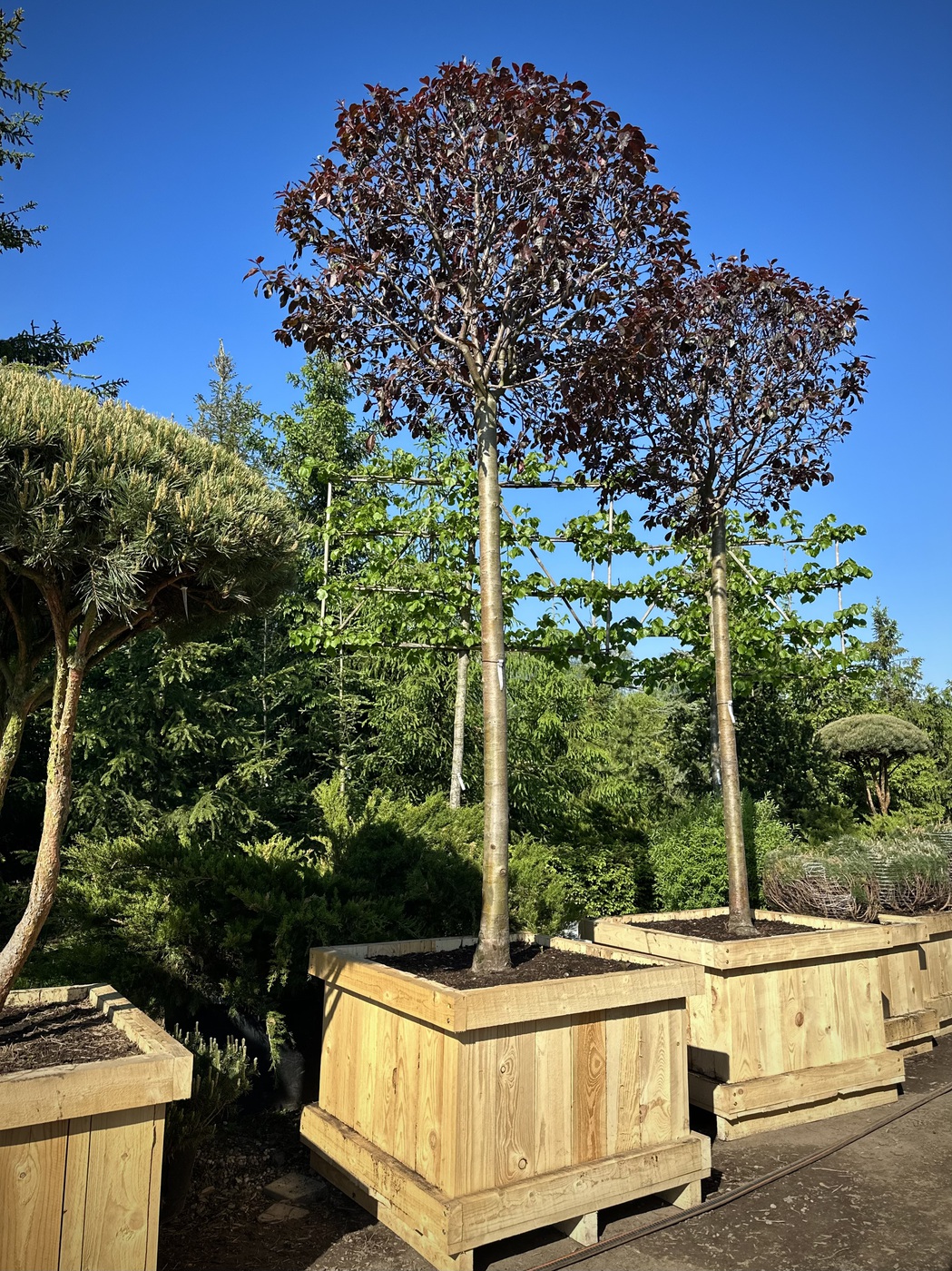 Яблоня декоративная `Роялти``Royalty` ШАР