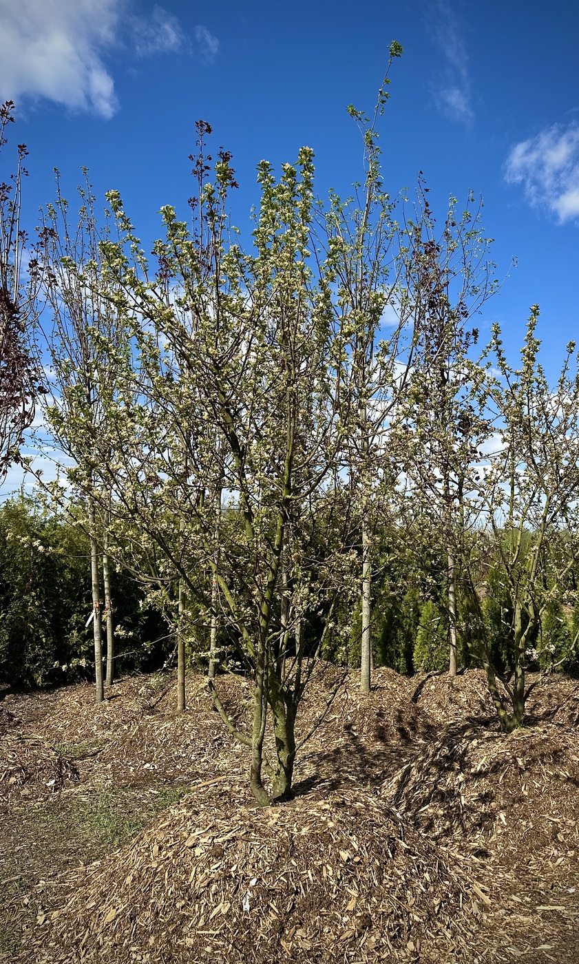 Яблоня декоративная `Эверест``Evereste`