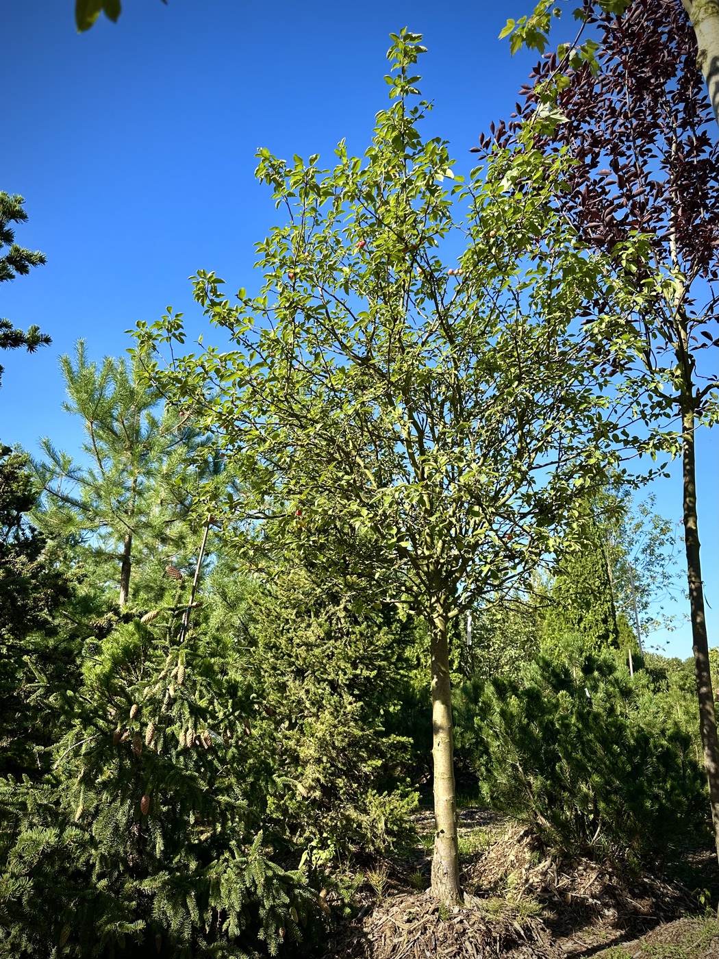 Яблоня декоративная `Эверест``Evereste` ШАР