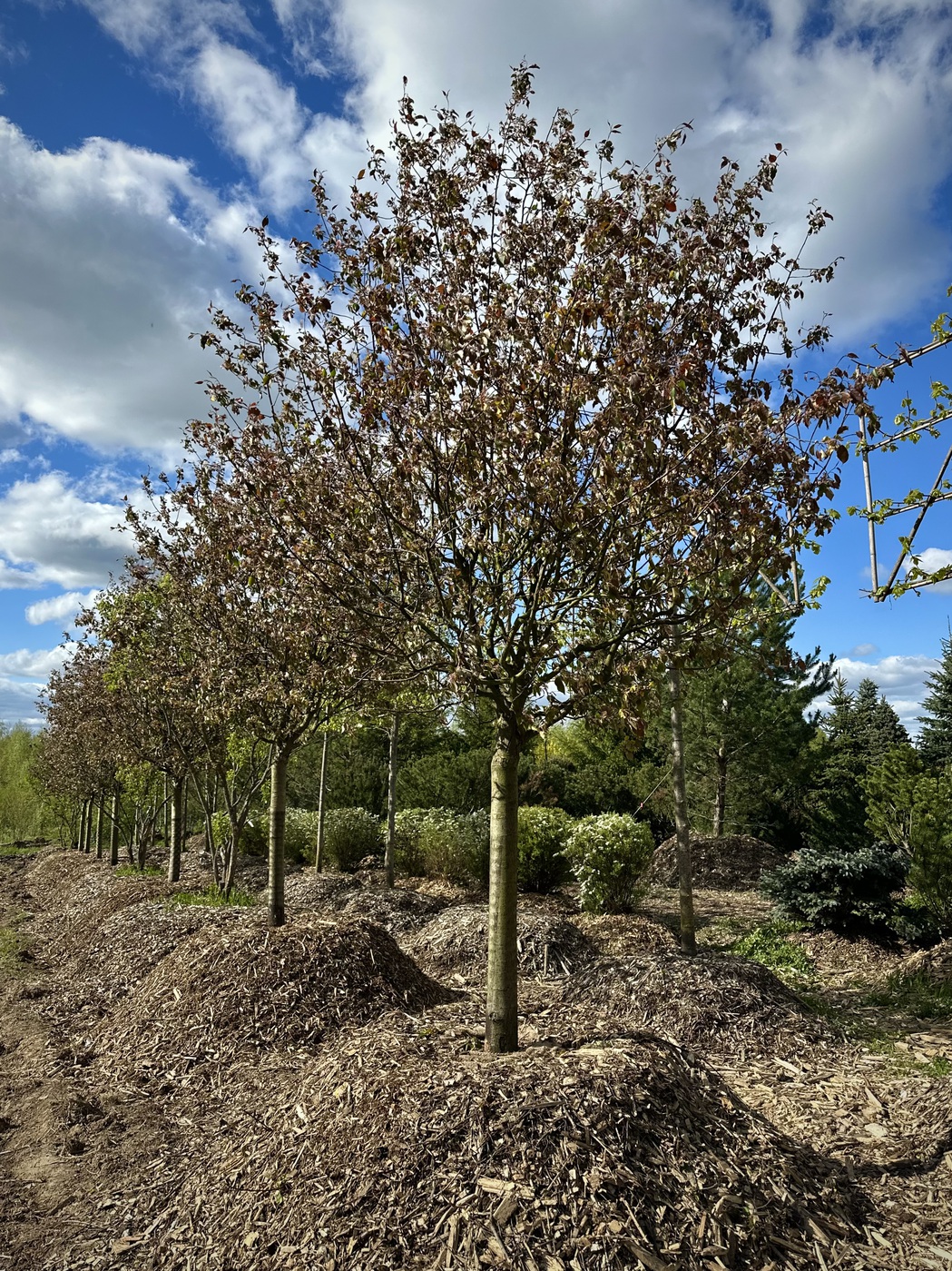 Яблоня декоративная `Рудольф``Rudolph` ШАР