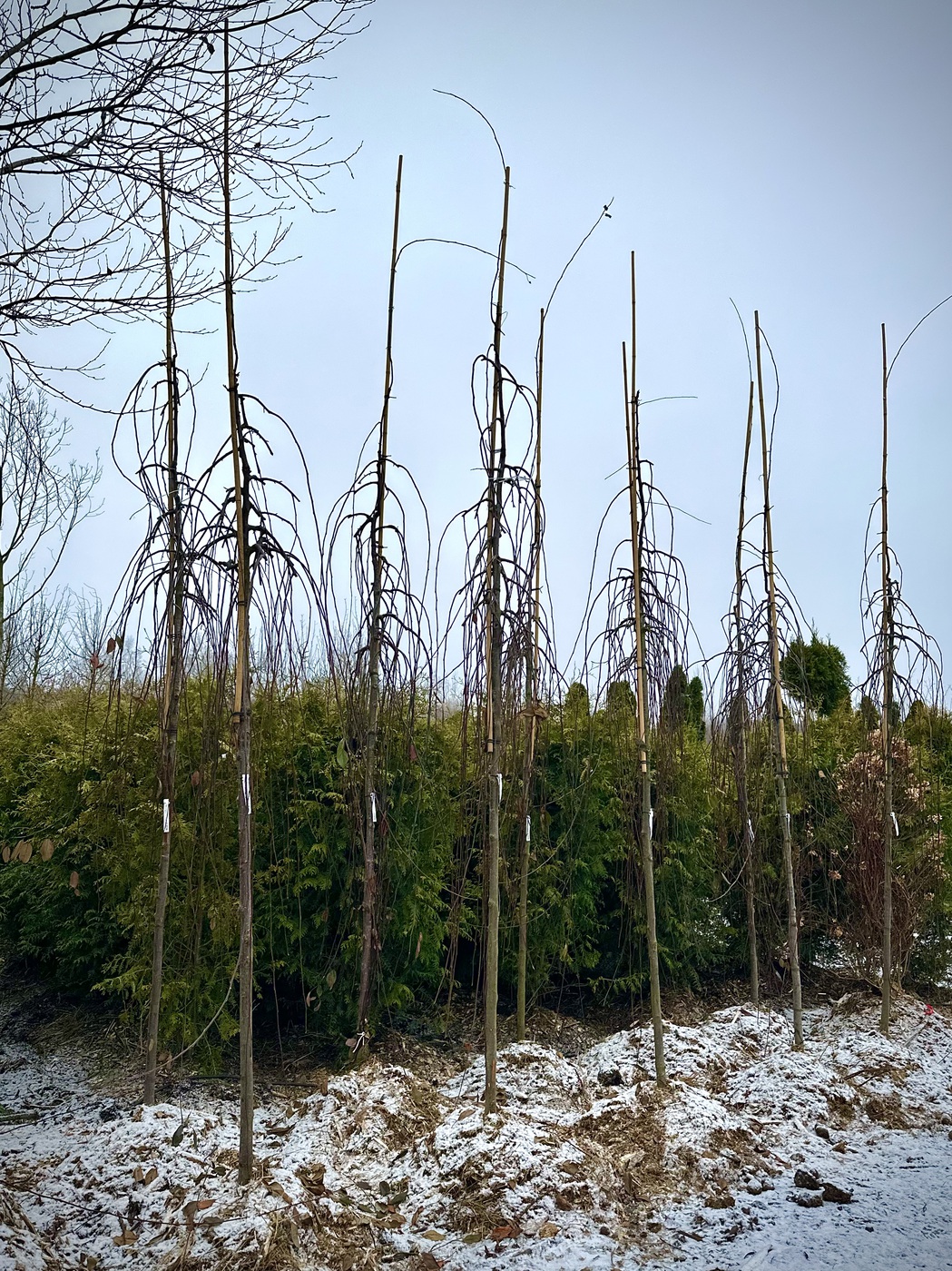 Яблоня декоративная `Роял Бьюти``Royal Beauty`