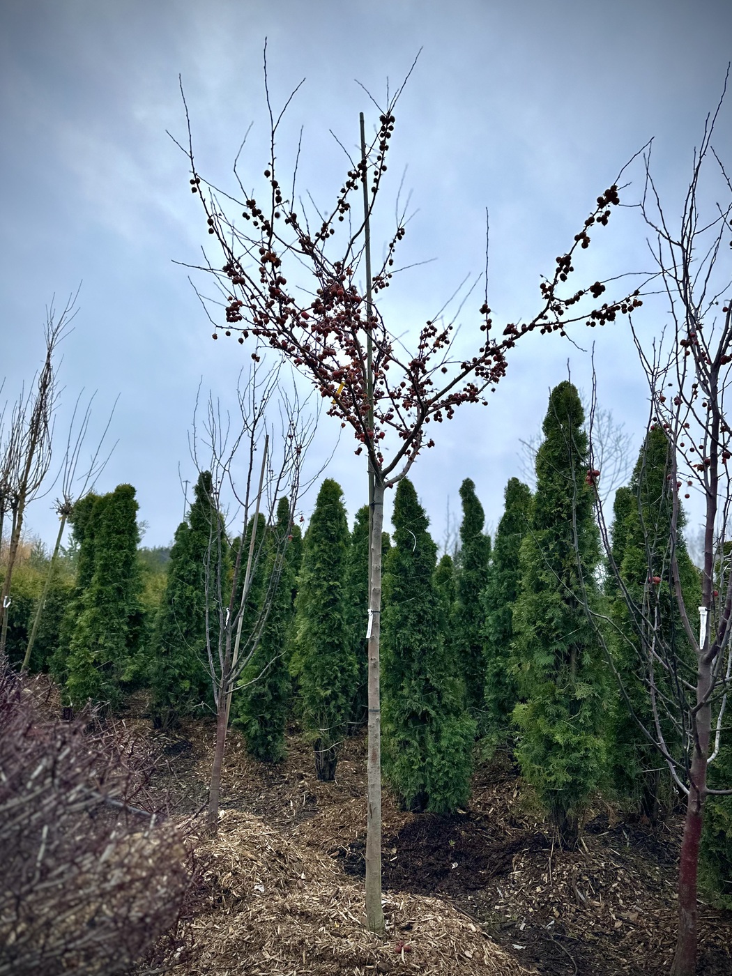 Яблоня декоративная `Эверест``Evereste`