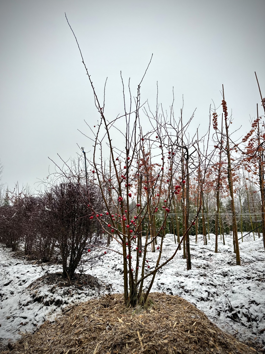 Яблоня декоративная `Эверест``Evereste`