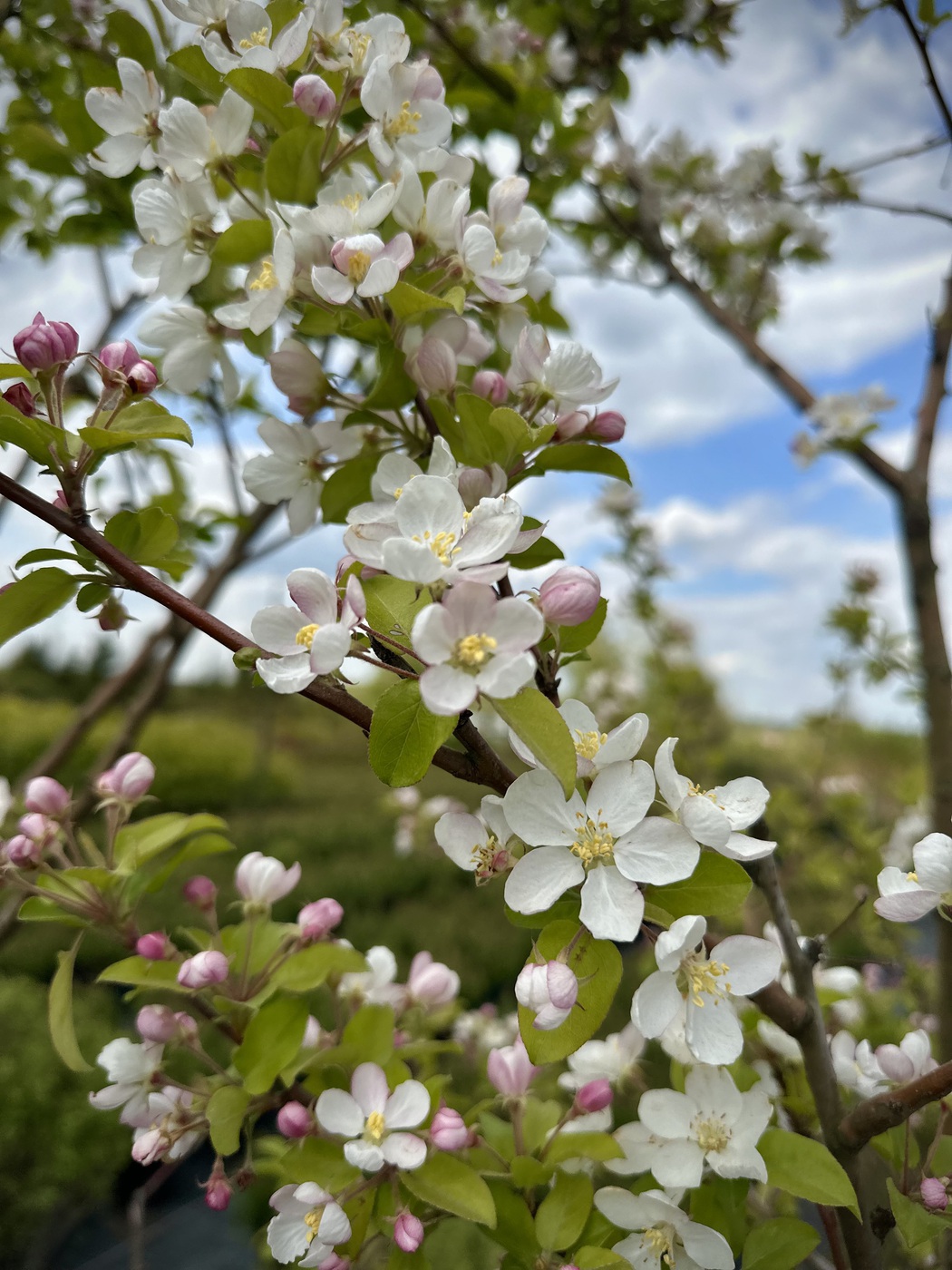 Яблоня декоративная Ред Сентинел (Red Sentinel)