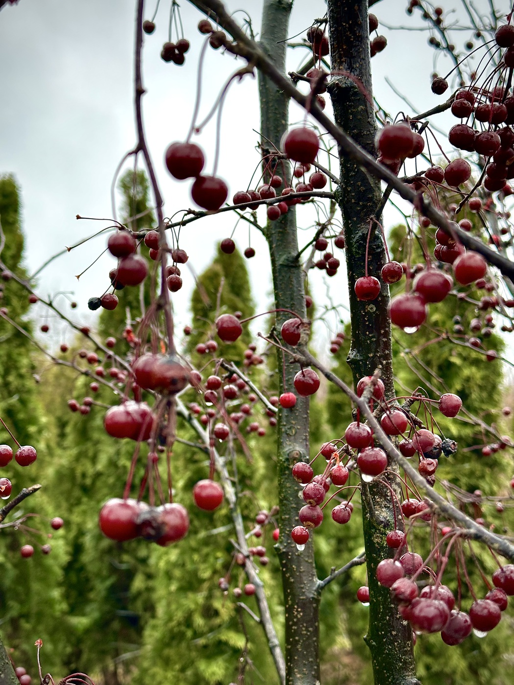 Яблоня декоративная `Скарлет``Scarlett`