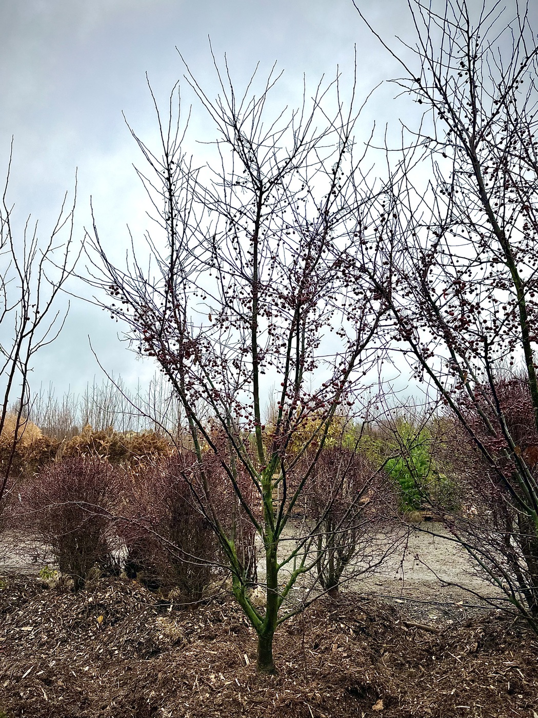 Яблоня декоративная `Скарлет``Scarlett`