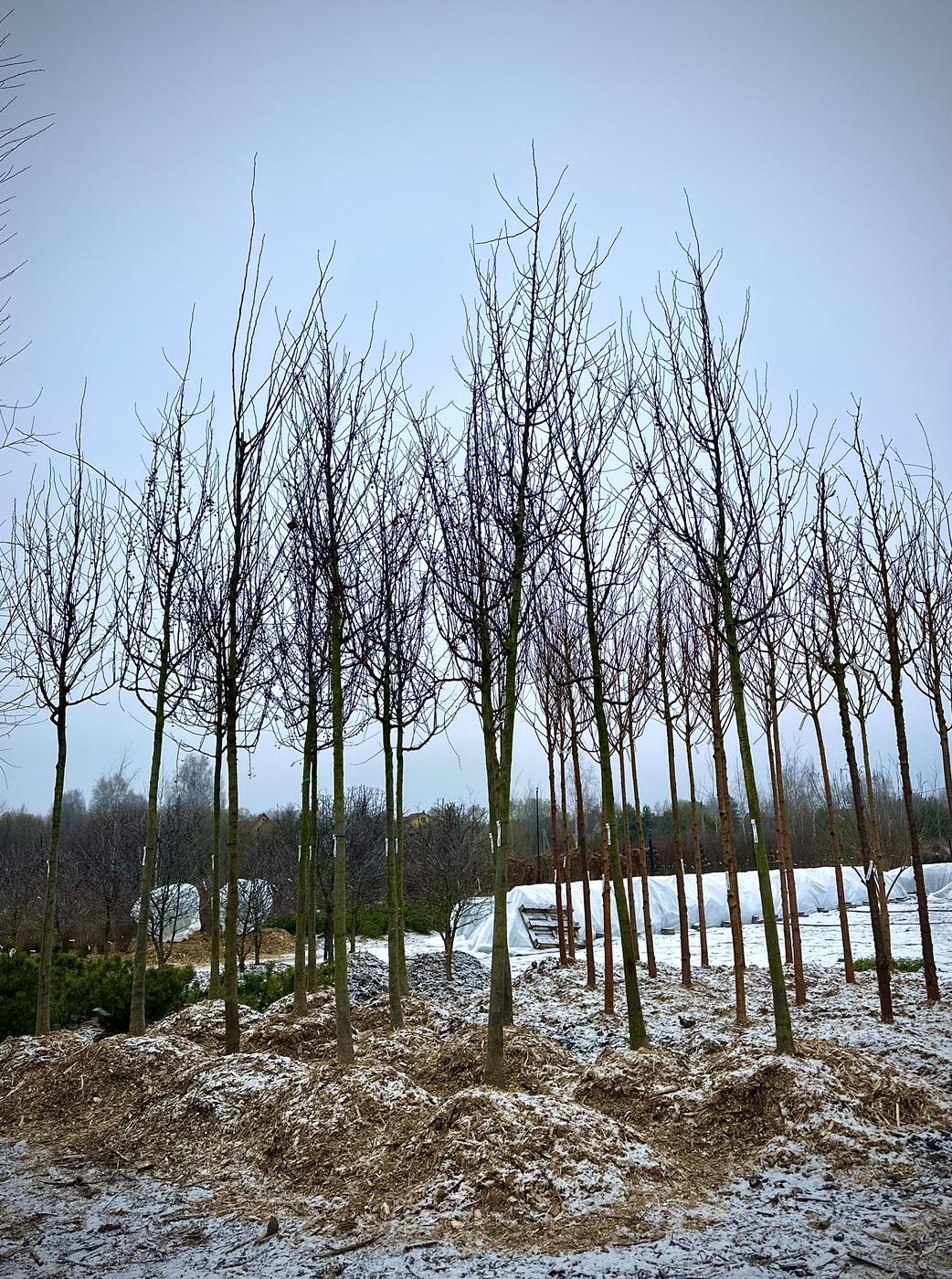 Яблоня декоративная `Мокум``Mokum`