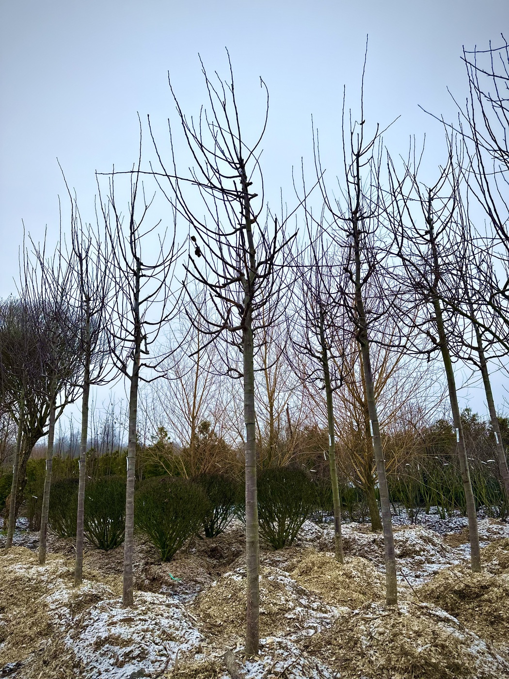 Яблоня декоративная `Рудольф``Rudolph`