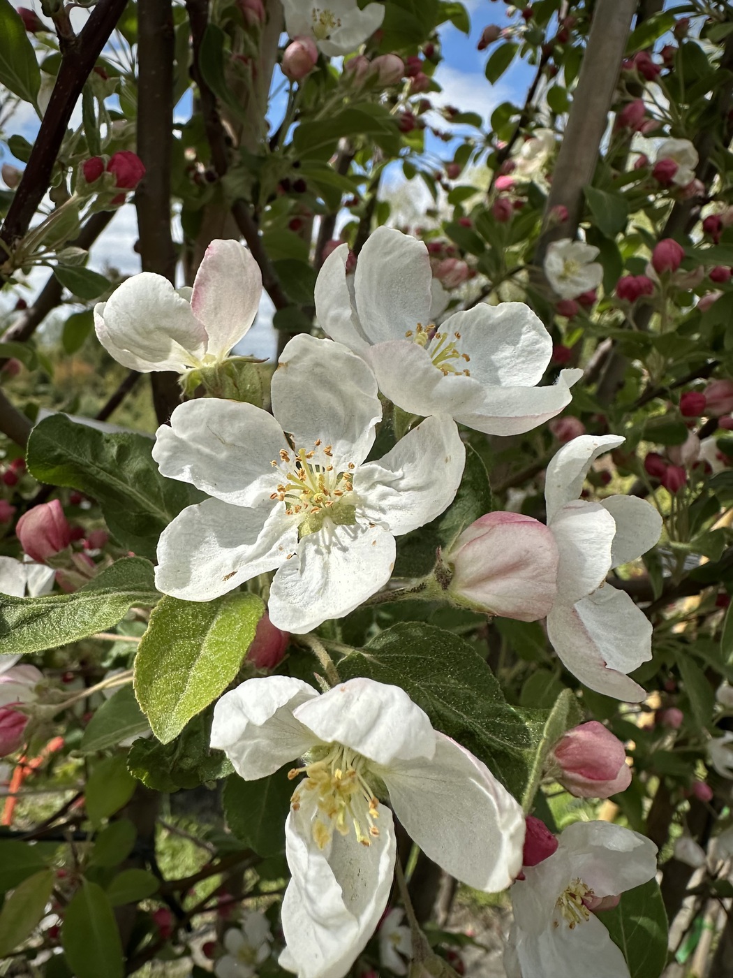 Яблоня декоративная `Эверест``Evereste`