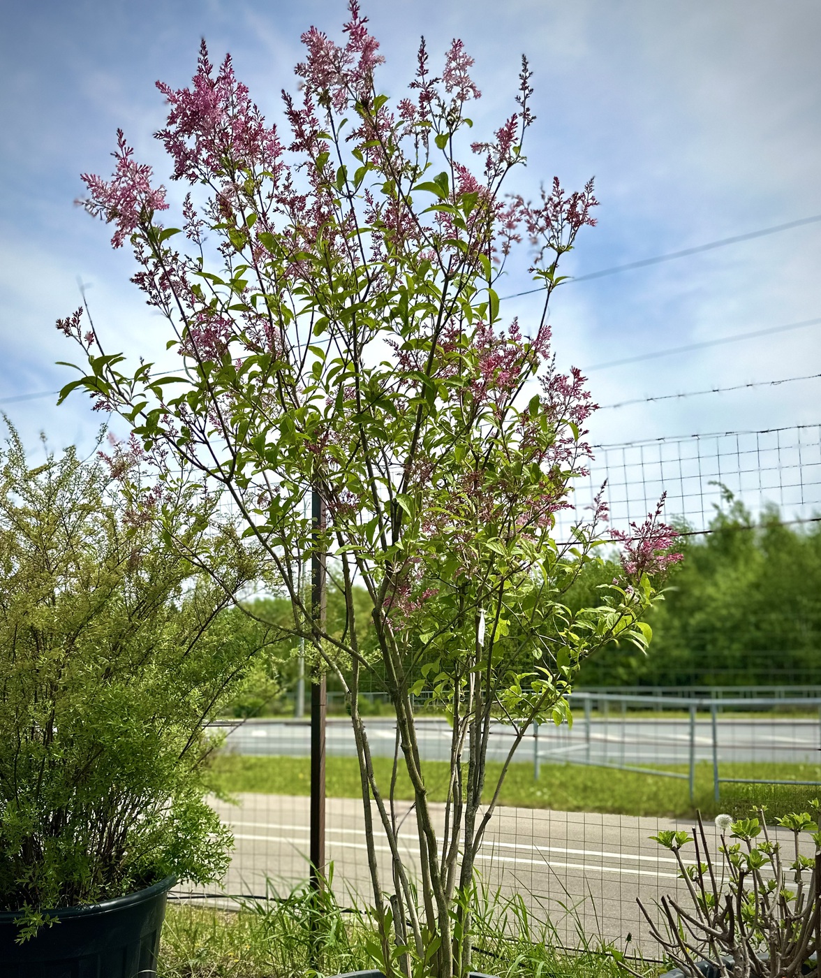 Сирень Престона `Минуэт``Minuet`