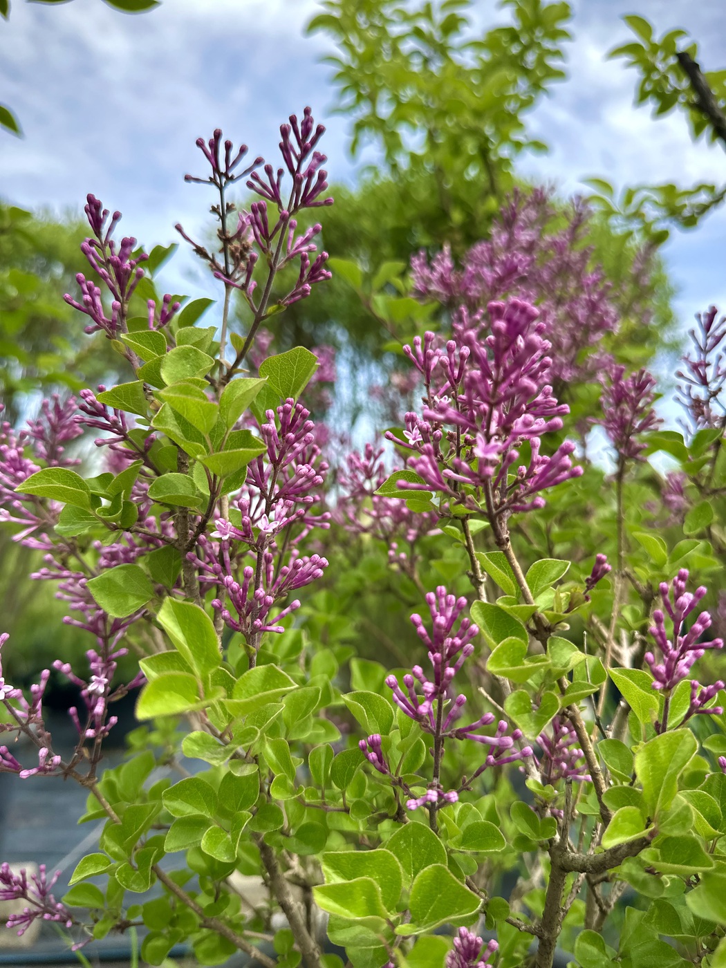 Сирень Мейера `Палибин``Palibin`